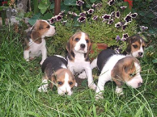 PoulaTo: Kαλή τιμή!!!.Πουλάω όμορφα κουτάβια ράτσα BEAGLE- Μπιγκλ – 330 euro